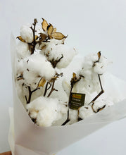 dried cotton flowers, dried cotton delivered brisbane, cotton australia wide, cotton stems dried brisbane, brendale dried flowers, brendale dried cotton.