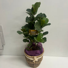 DURANBAH Potted plant from