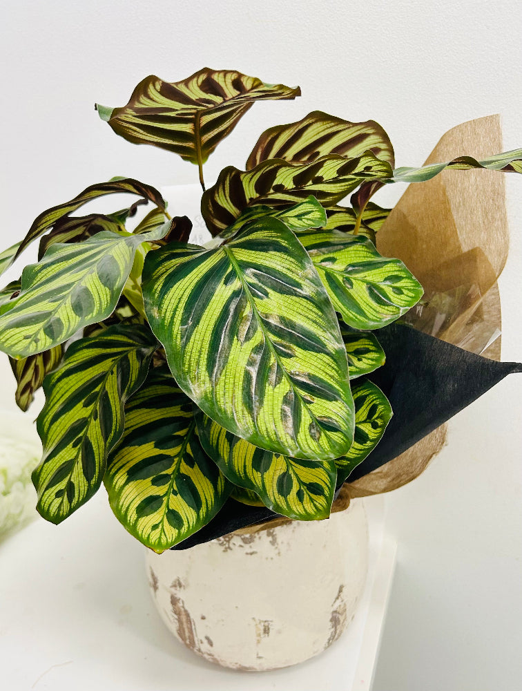 GROOVY indoor plant in deluxe pot from – asapflowers
