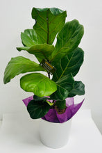 DURANBAH Potted plant from