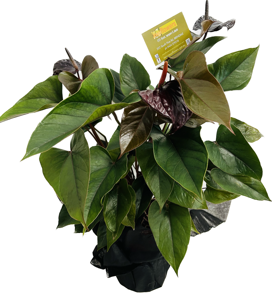 indoor plant delivery brisbane TROPICS