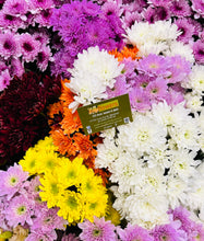 Chrysanthemums for mums from