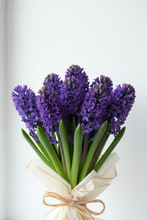 HYCINTHS from