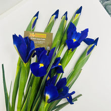 bouquet of Blue Iris deliereed brisbane, purple iris delivered brisbane, farm fresh locally grown iris, brendale bouquet iris flowers delivered, moreton bay iris delivery, blue flowers brendale, blue flowers northside brisbane, blue flowers delivered strathpine,bouquet blue flowers delivered eatons hill, baby boy flower delivery, new born blue flowers brisbane delivery