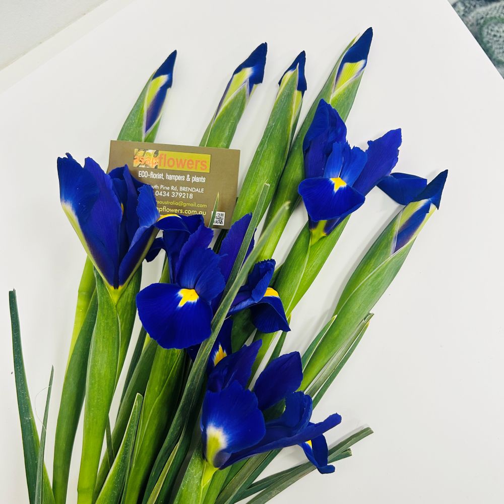 bouquet of Blue Iris deliereed brisbane, purple iris delivered brisbane, farm fresh locally grown iris, brendale bouquet iris flowers delivered, moreton bay iris delivery, blue flowers brendale, blue flowers northside brisbane, blue flowers delivered strathpine,bouquet blue flowers delivered eatons hill, baby boy flower delivery, new born blue flowers brisbane delivery