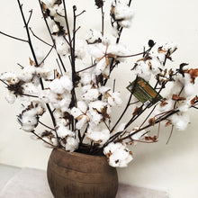 dried cotton flowers, dried cotton delivered brisbane, cotton australia wide, cotton stems dried brisbane, brendale dried flowers, brendale dried cotton