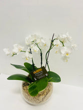 orchid plant delivered, delivery potted plants, brendale orchid delivery, strathpine orchid delivery, eatons hill orchid delivery, plant delivery brendale, brisban potted orchid delivery, moreton bay orchid delivery, northside brisbane orchid plant delivery, fish bowl with orchid delivery, fish bowl with orchid delivery moreton bay, fish bowl and orchid delivery brisbane