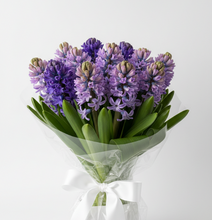 HYCINTHS from