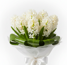 HYCINTHS from