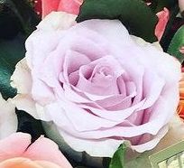 JUST 2 SAY -  BOX OF MULTI COLOURED  ROSES  (NOT RED) from