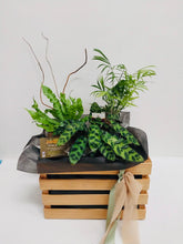 plant hamper delivery, brendale plant delivery, strathpine plant hamper delivery, northside brisbane plant hampers, moreton bay plant hamper delivery, brendale plant shop, brendale plant hamper delivery, eatons hill plant delivery, albany creek plant delivery