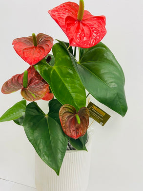 potted anthuriums delivered brisbane, brisbane plant delivery, brisbane indoor plant delivery, brendale plant delivery, brendale indoor plants, gift plant delivery brisbane, brendale gift plants, sthrathpine plants, strathpine plant delivery, eatson hill plant delivery, bracken ridge plant delivery, anthriums delivered northside brisbane  
