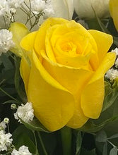 50 yellow roses valentines, 50 yellow roses brisbane delivery, brendale delivery 50 yellow roses, strathpine 50 yellow roses, eatons hill 50 yellow roses, 50 yellow roses online, 50 yellow roses online brendale delivery, romantic 50 yellow roses delivered, 50 yellow  roses brisbane