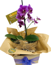 CARIZMA - potted Flowering Orchid in a gift box