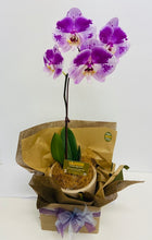 orchid plant delivered, delivery potted plants, brendale orchid delivery, strathpine orchid delivery, eatons hill orchid delivery, platn delivery brendale, brisban potted orchid delivery