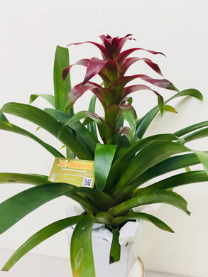 potted bromeliad delivery gold coast
