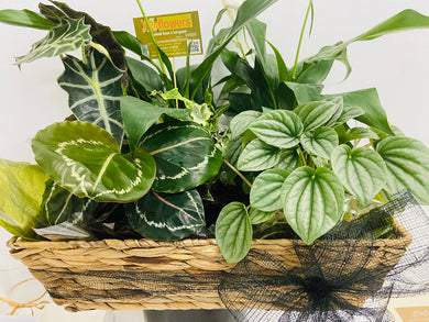 plant hampers delivered brisbane, northside brisbane plant hampers, moreton bay plant hampers, basket of plants brisbane, plants in a basked delivered
