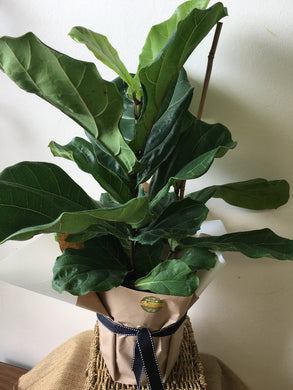 potted plant delivery brisbane, brendale plant delivery, plant wrapped in brown paper delivery, northside brisbane plant delivery, cashmere plant delivery, eatons hill plant delivery, warner plant delivery, joyner plant delivery, lawnton plant delivery, moreton bay plant delivery, brisbane fiddle leaf potted plant delivery