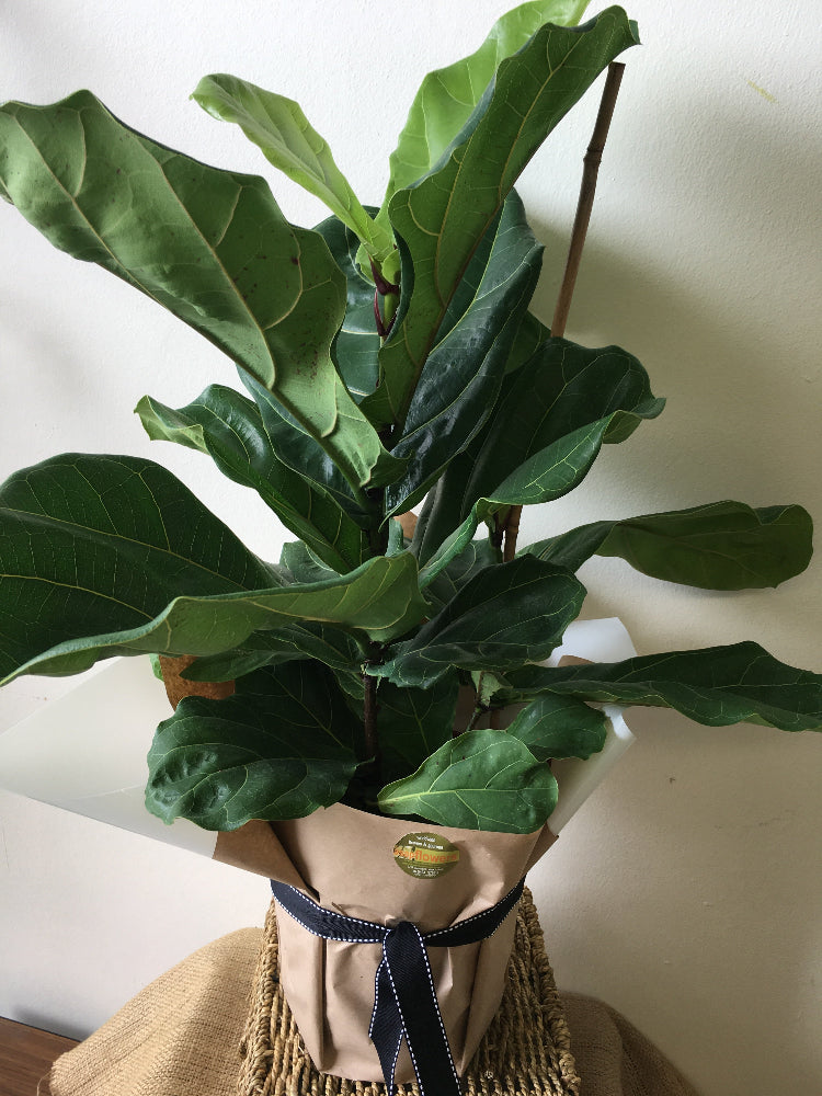potted plant delivery brisbane, brendale plant delivery, plant wrapped in brown paper delivery, northside brisbane plant delivery, cashmere plant delivery, eatons hill plant delivery, warner plant delivery, joyner plant delivery, lawnton plant delivery, moreton bay plant delivery, brisbane fiddle leaf potted plant delivery