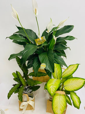  bald hills plant shop, bald hills plant delivery, eatons hill plant shop, eatons hill plant delivery. plant hamper delivery brisbane, brisbane plant delivery, brisbane plant baskets, plant box delivery, brendale plant delivery, plant basket to brendale, strathpine plant delivery, bridgeman downs plant delivery, bald hills plant delivery 