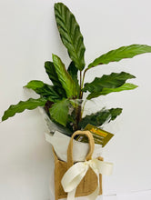  bald hills plant shop, bald hills plant delivery, eatons hill plant shop, eatons hill plant delivery. plant hamper delivery brisbane, brisbane plant delivery, brisbane plant baskets, plant box delivery, brendale plant delivery, plant basket to brendale, strathpine plant delivery, bridgeman downs plant delivery, bald hills plant delivery 