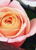 orange roses, strathpine florist roses, strathpine flower delivery, bracken ridge flower delivery, brendale valentines flowers