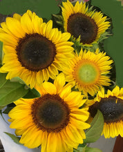sunflowers brendale, sunflower delivery brisbane, sunflower bunch brendale, strathpin sunflowers, bracken ridge sunflowers, florist near me brendale, florist near me eatons hill, brisbane sunflowers delivered